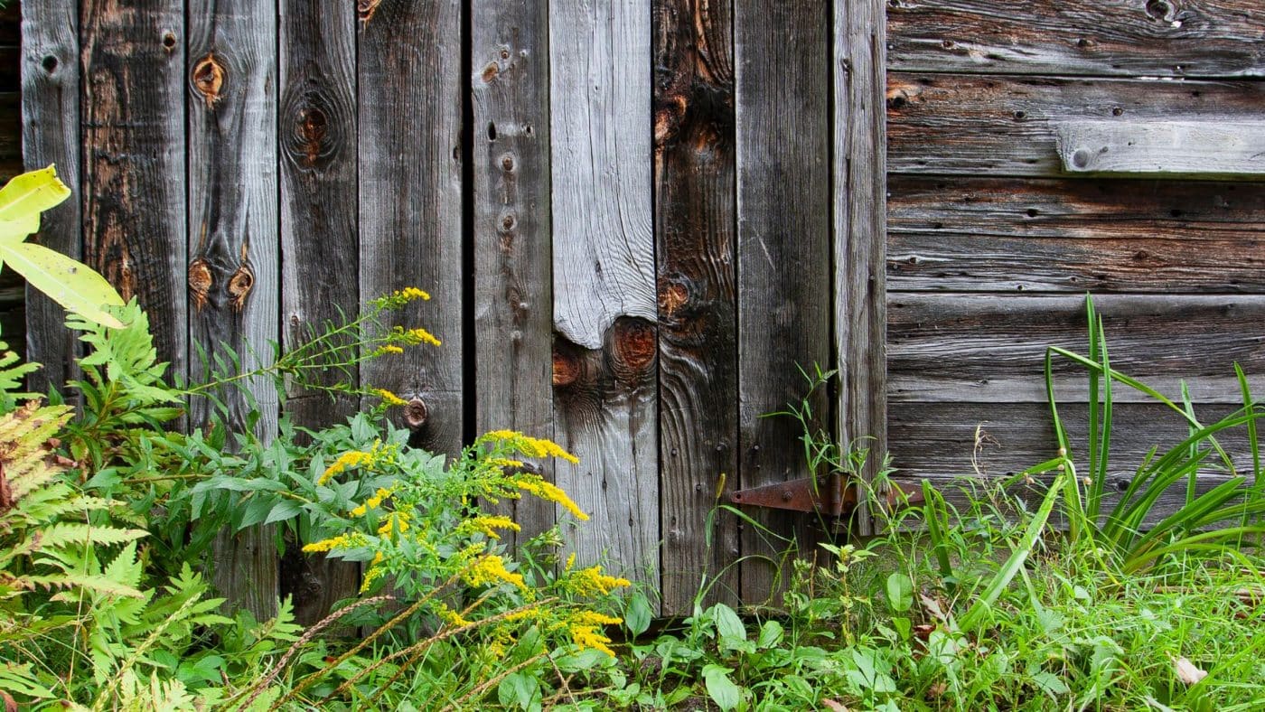 a shed with weeds