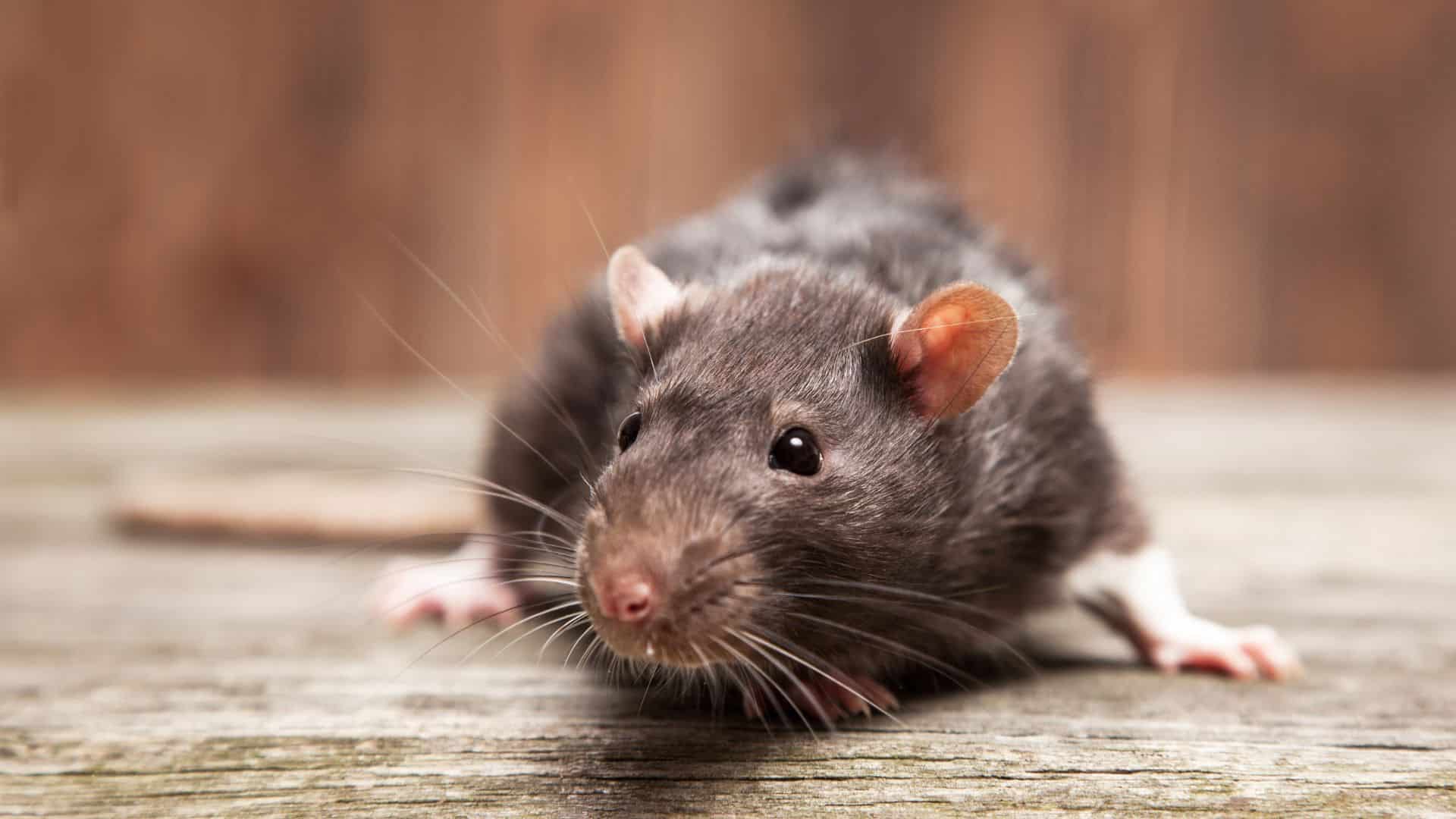 critters in a shed