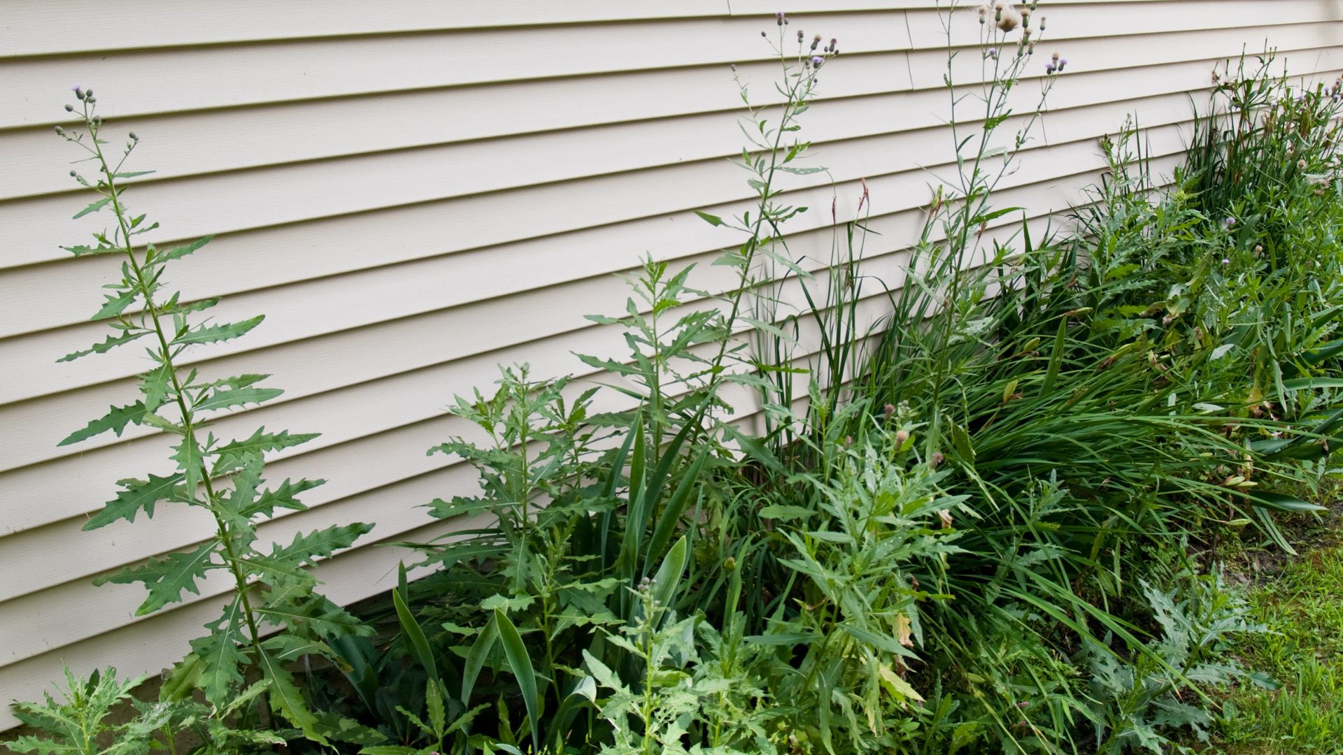 weeds around a shed with a base that is 12 inches wider than the overall shed