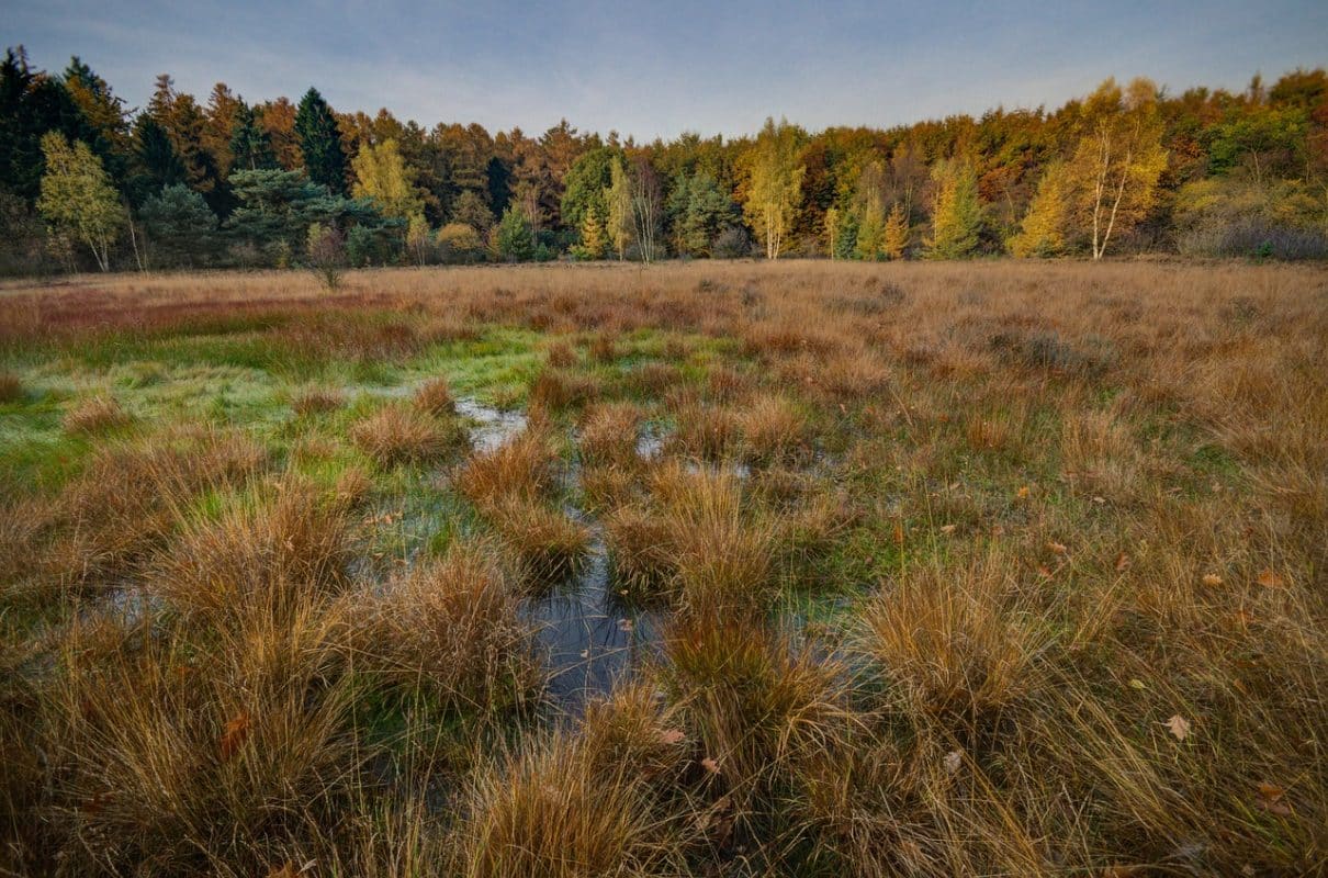 level ground for shed swamp