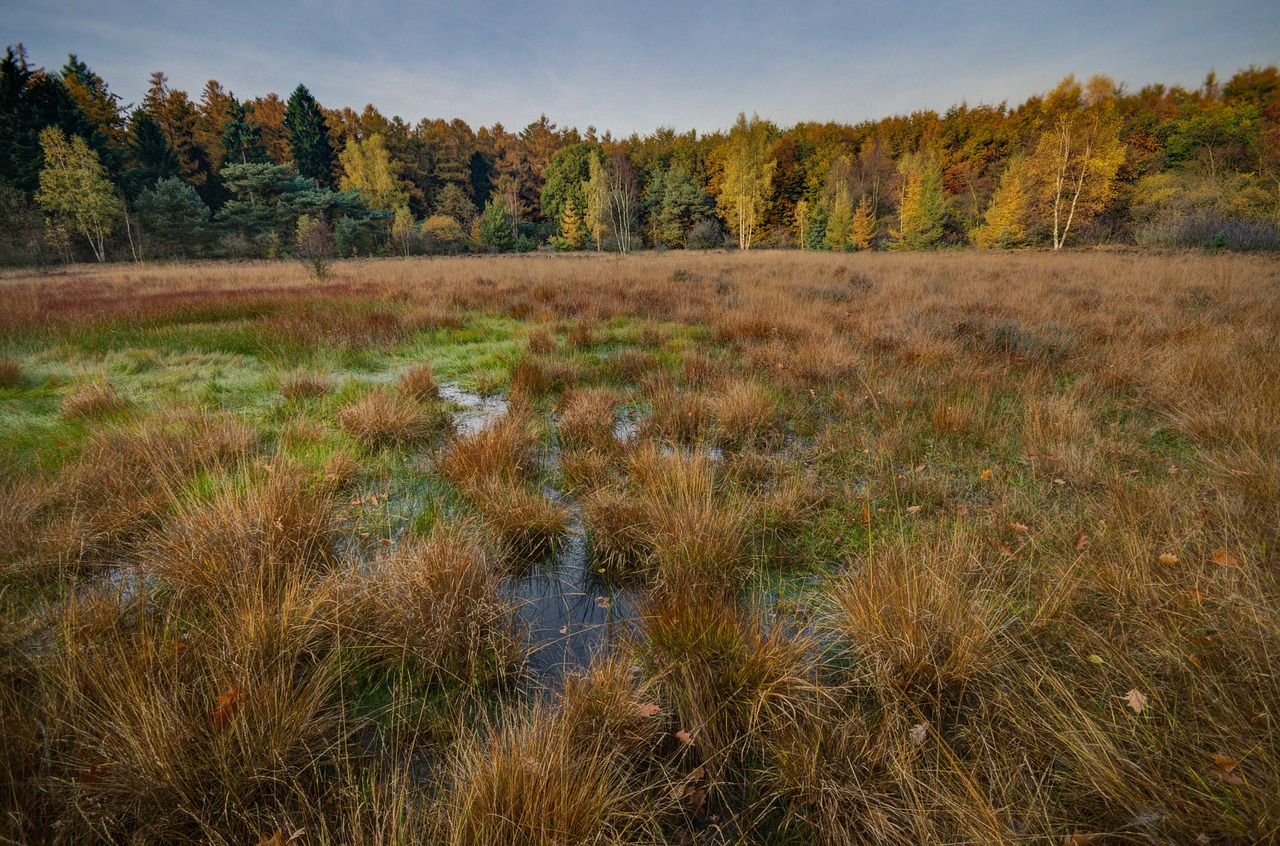 level ground for shed swamp